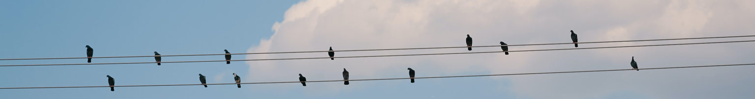 Pigeons en attente de nourrissage