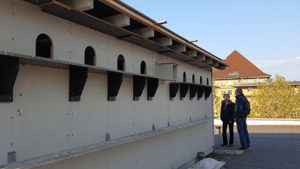 Habitat pour pigeons sur un toit