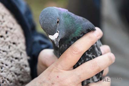 Comment soigner un pigeon blessé