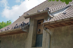 Habitat pour pigeons dans un grenier