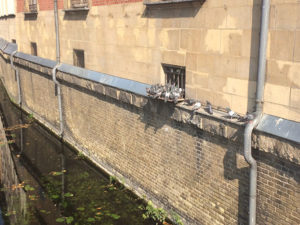 Habitat pour pigeons