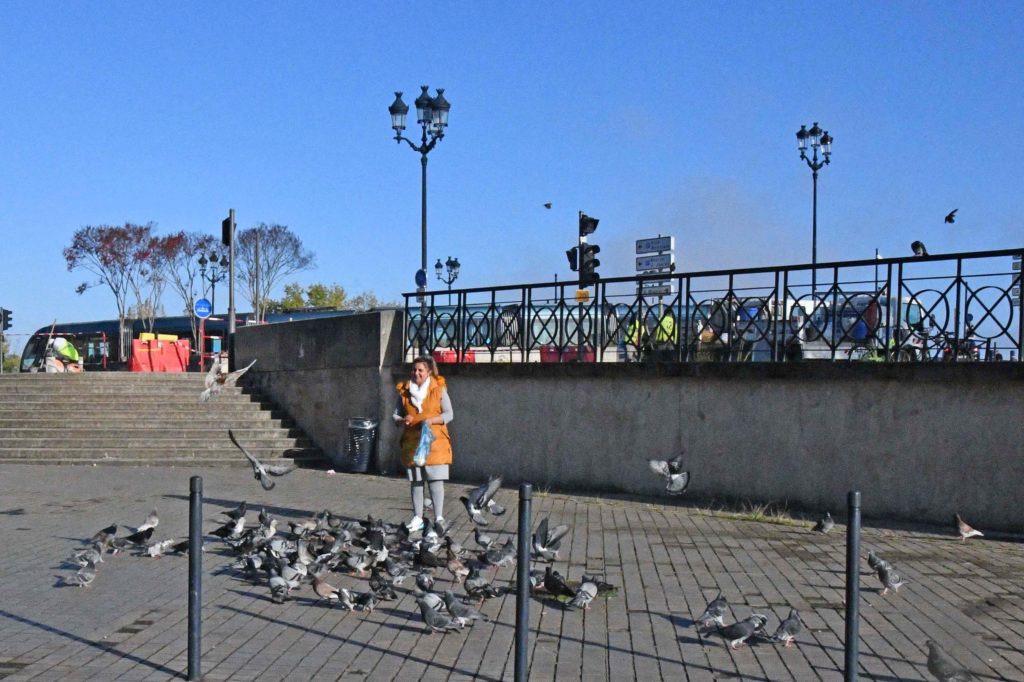 Nourrissage de pigeons