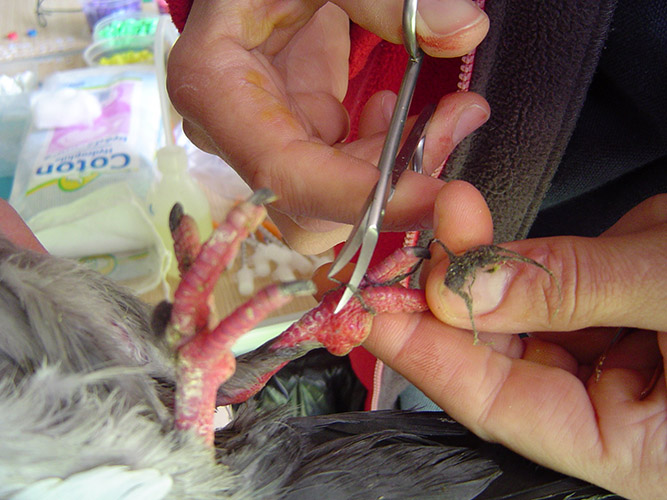 fil coupant la patte d'un pigeon