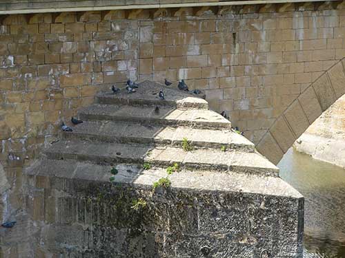habitat naturel pigeons sur un pont