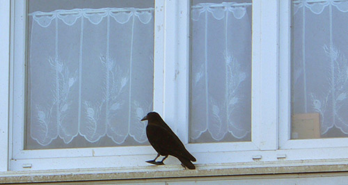 Moyen répulsif : silhouette de prédateur