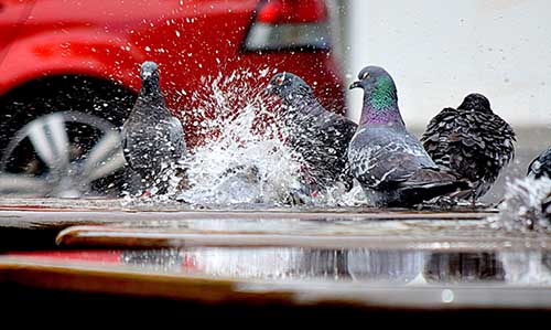 pigeons qui se lavent dans une flaque d'eau