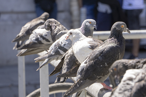 Les nuisances liées aux pigeons