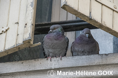Couple de pigeons biset