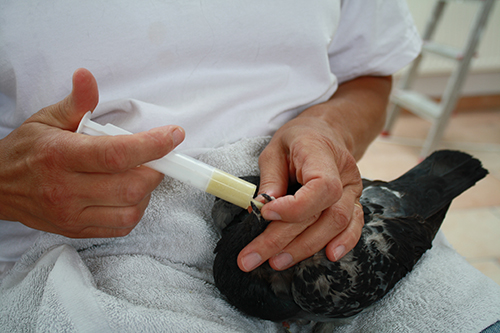 Un pigeon biset soigné
