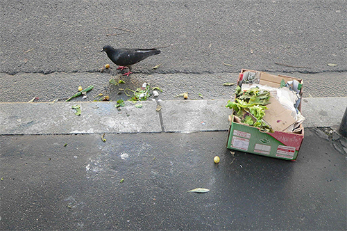 Nourrissage opportuniste d'un pigeon biset