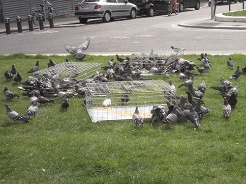 cages de captures de pigeons